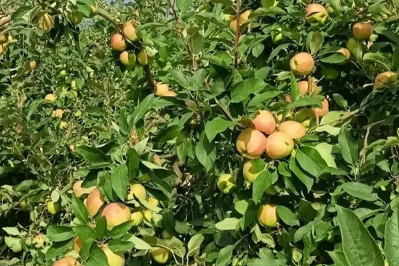 В Будённовском округе началась уборка плодовой продукции